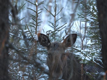 Deer in a forest