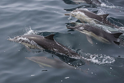 High angle view of fish swimming in sea