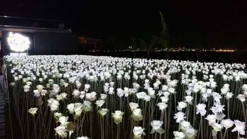 Flowers growing at night