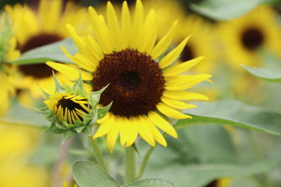 Close-up of honey bee on sunflower