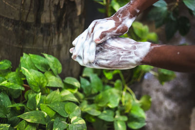 Close-up of hand holding white plant