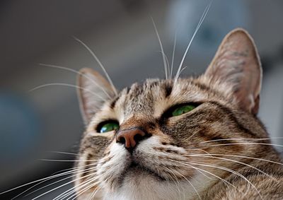 Close-up of cat