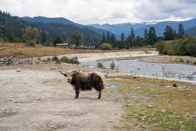 Tibetan brown yak gazing into camera at river bank under cloudy sky