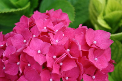 Close-up of pink flowers