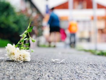 Close-up of flowering plant on road