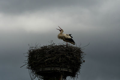 Low angle view of bird perching on nest against sky