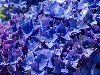 Full frame shot of purple flowering plant