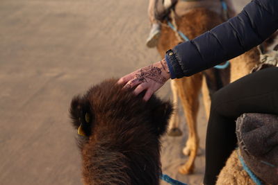 Hand touching a camel