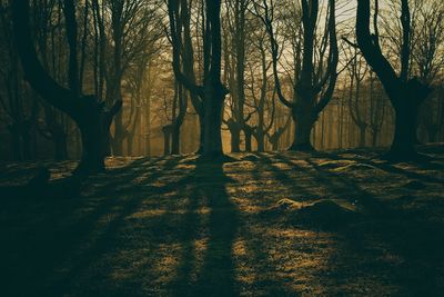 Trees in forest