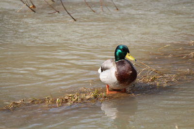 Duck swimming in lake
