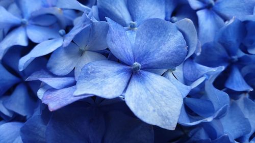 Close-up of purple hydrangea