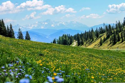 Scenic view of field against sky