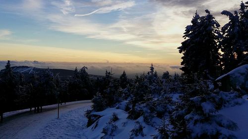 Pine trees in forest during sunset