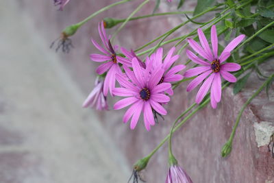 Close-up of pink flowers