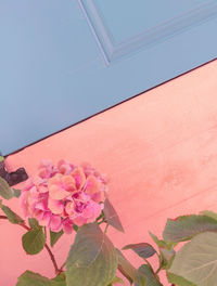 Low angle view of pink flowering plant against clear sky