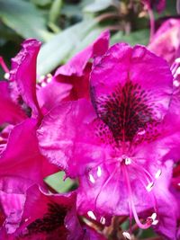 Close-up of pink flowers blooming outdoors