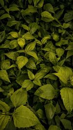 Full frame shot of green leaves