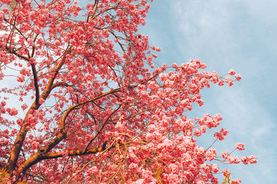 Low angle view of tree against sky