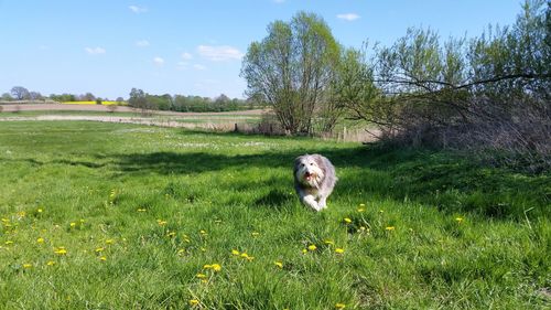 Dog looking away on grassy field