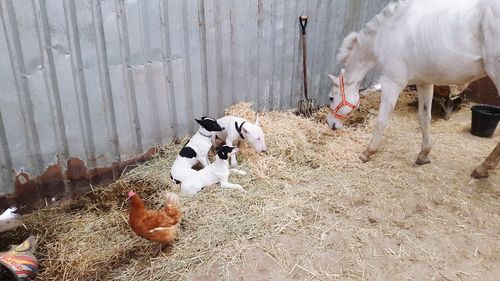 Horses on farm