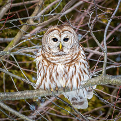 Close-up of owl perching on branch