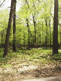 Trees in forest