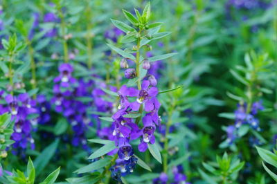 Close-up of purple flowering plants