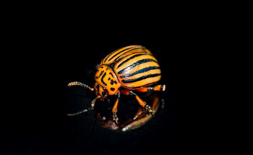 Close-up of an insect over black background