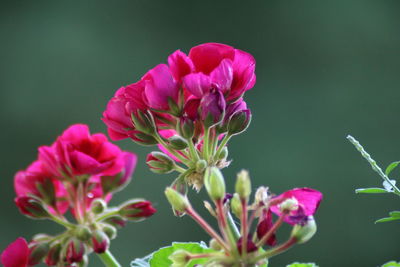 Close-up of flowers blooming outdoors