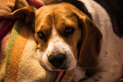 Close-up portrait of dog