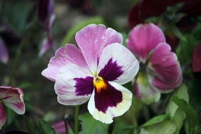Close-up of pink flower