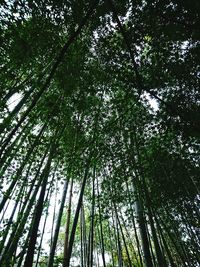 Low angle view of trees against sky