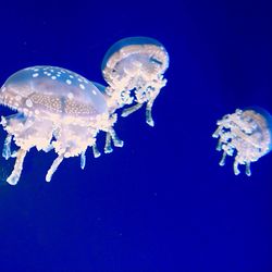 Close-up of jellyfish swimming in sea