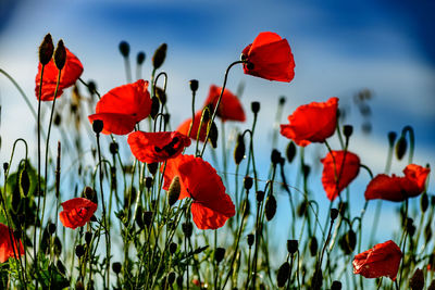 Close-up of red poppy flowers blooming in spring