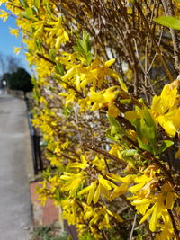 Close-up of yellow flowering plant