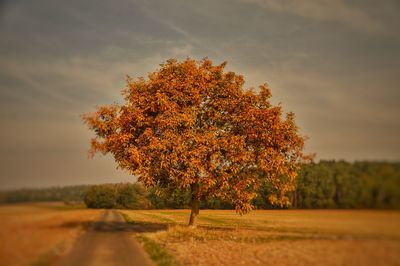 Trees on field against sky during autumn