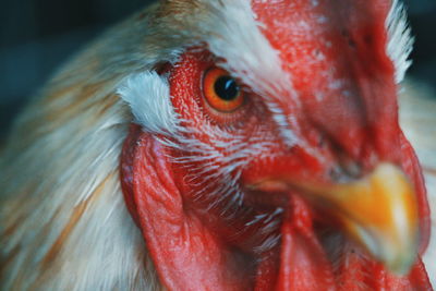 Close-up of a bird