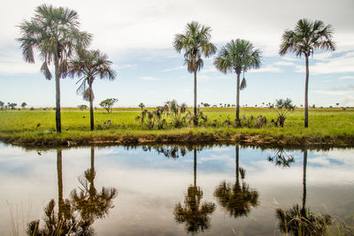 Scenic view of palm trees against sky
