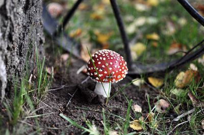 Close-up of fly agaric mushroom on field