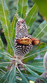 Close-up of butterfly on plant