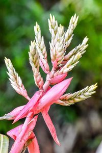 Close-up of pink flowering plant