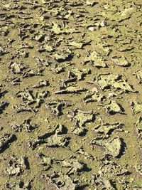 Full frame shot of sand on beach