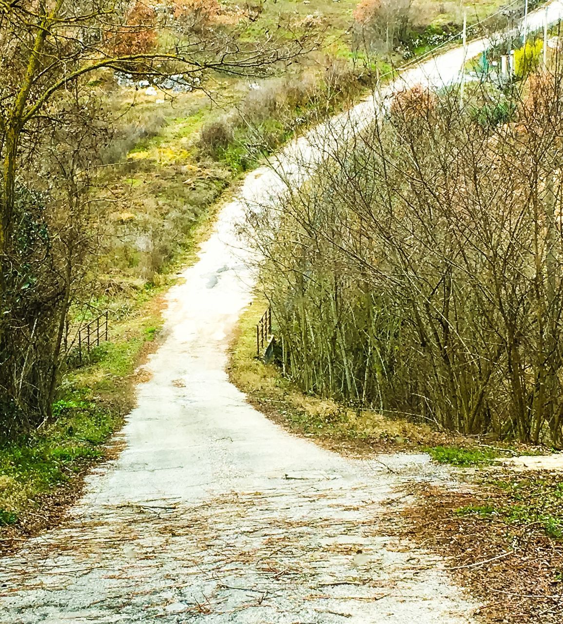 nature, growth, green color, no people, beauty in nature, sunlight, tranquil scene, outdoors, plant, grass, tree, day, tranquility, scenics, close-up, water