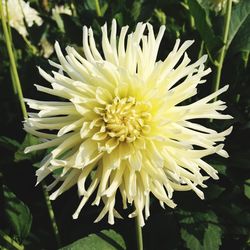 Close-up of yellow flower blooming outdoors