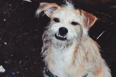 Close-up portrait of dog