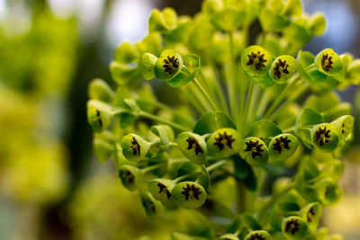 Close-up of green flowering plant