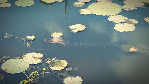 High angle view of lotus water lily in pond