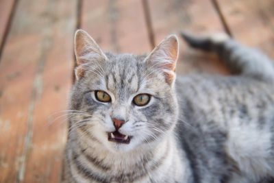 Close-up portrait of cat sitting on hardwood floor