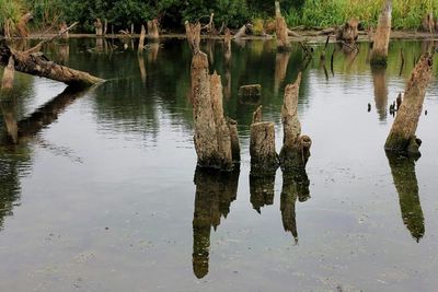 Reflection of trees in water