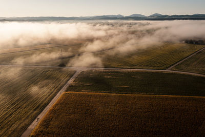 Corn fields in the fog, dramatic mood in the sunset